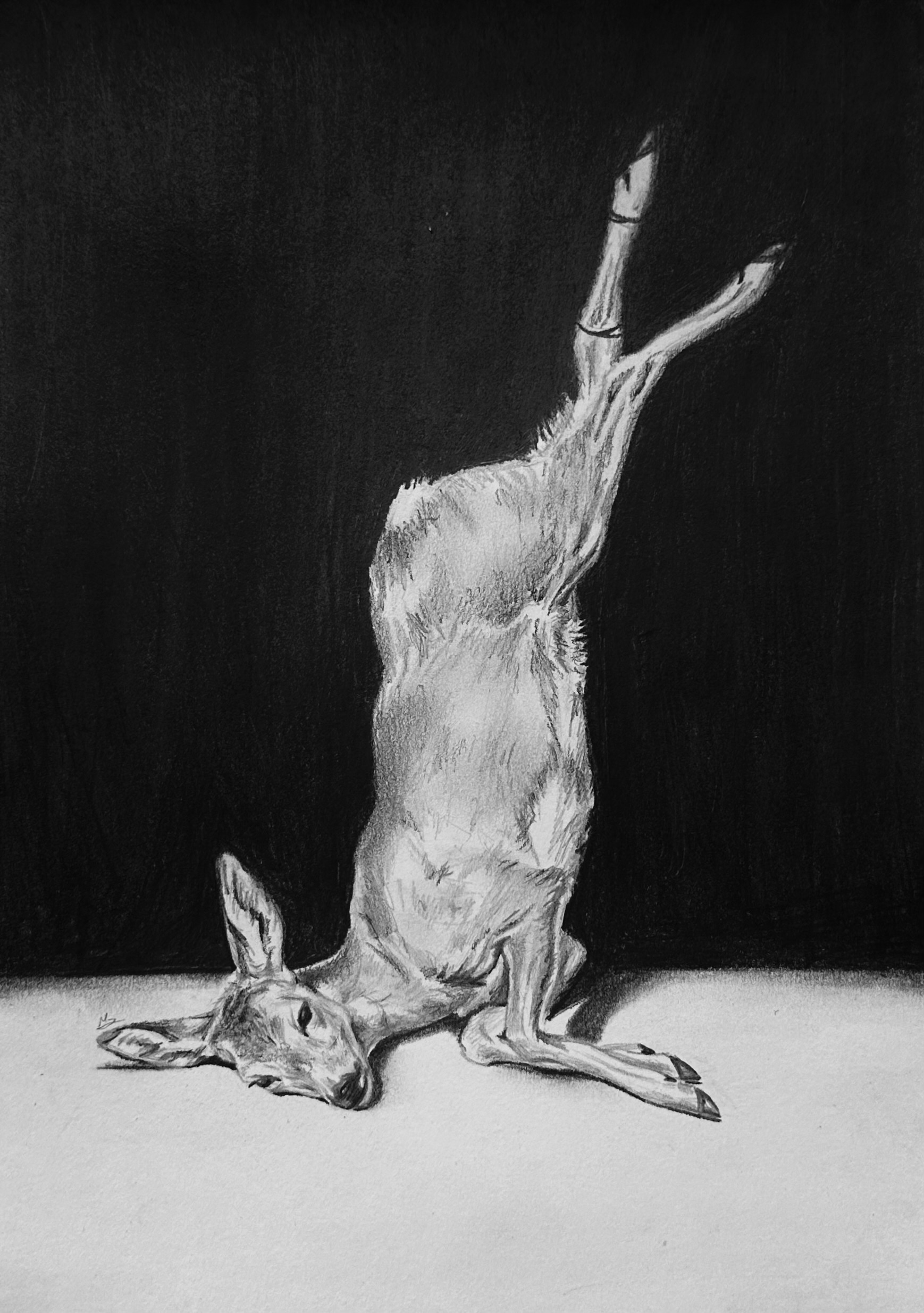 Still life of a deer